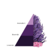 piramidi_aromaticlavender-600x872