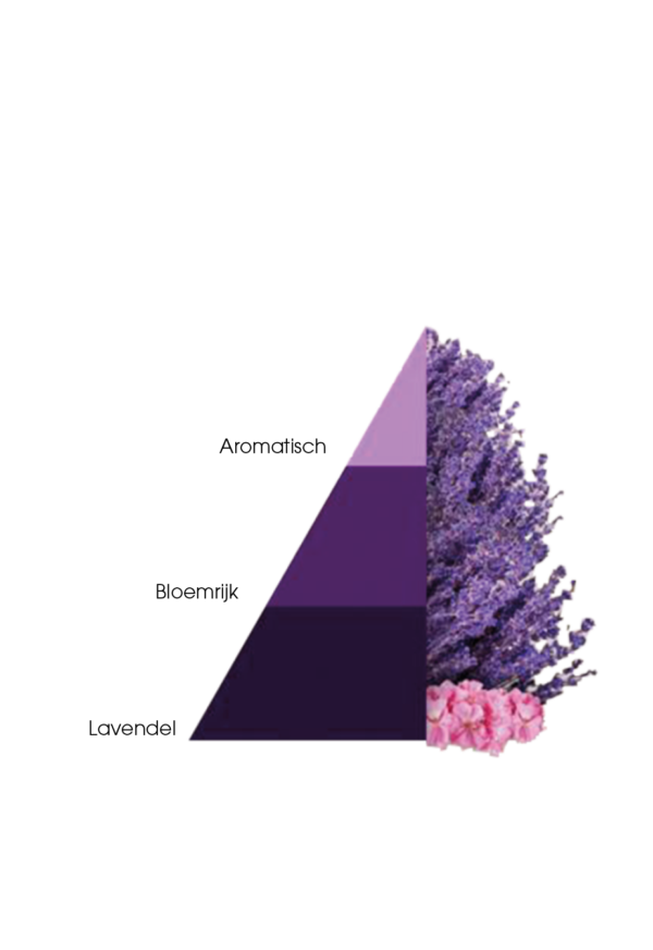 piramidi_aromaticlavender-600x872